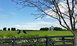 lexington