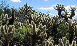 Tucson